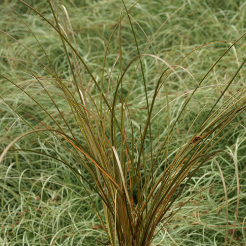 CAREX flagellifera 'Vert Olive' CAREX flagellifera 'Vert Olive'