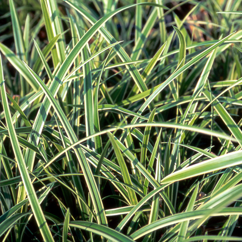 CAREX morrowii 'Ice Dance' CAREX morrowii 'Ice Dance'
