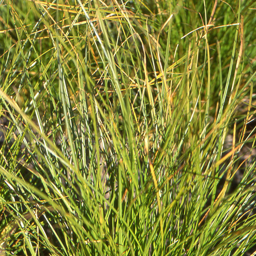 CAREX secta CAREX secta
