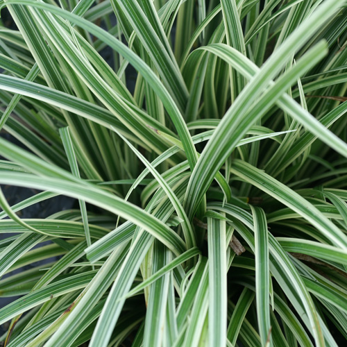 CAREX 'Silver Sceptre' CAREX 'Silver Sceptre'
