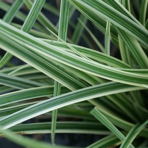 CAREX 'Silver Sceptre' CAREX 'Silver Sceptre'