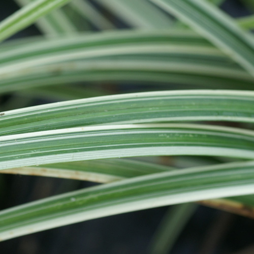 CAREX 'Silver Sceptre' CAREX 'Silver Sceptre'