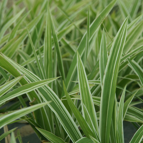 CAREX siderosticha 'Variegata' CAREX siderosticha 'Variegata'