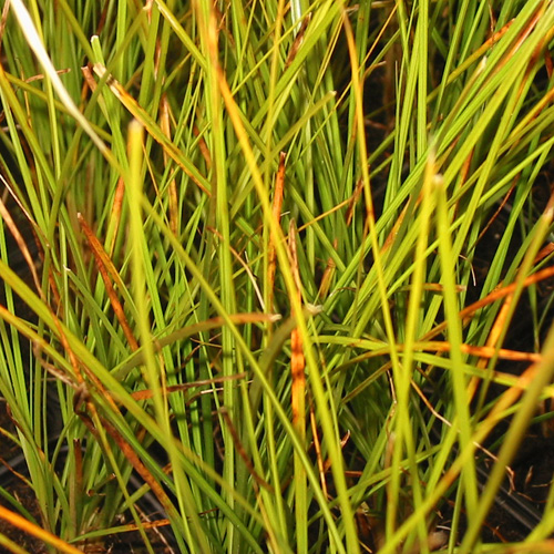 CAREX solandri CAREX solandri