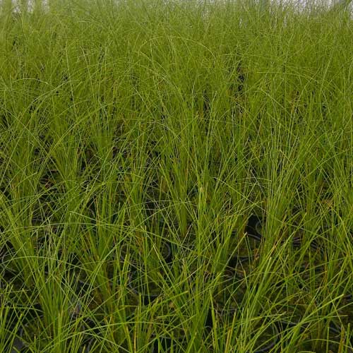 CAREX testacea 'Limeshine' CAREX testacea 'Limeshine'