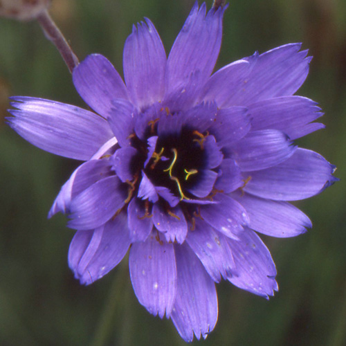 CATANANCHE caerulea CATANANCHE caerulea