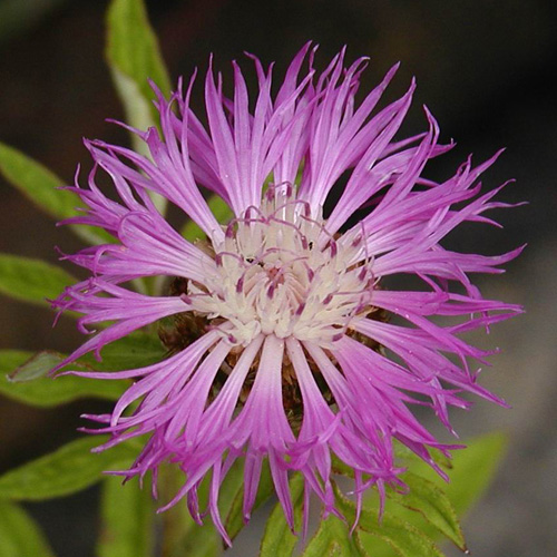 CENTAUREA dealbata CENTAUREA dealbata