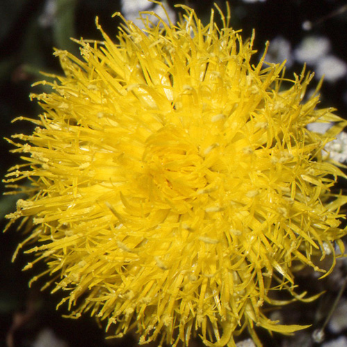 CENTAUREA macrocephala CENTAUREA macrocephala