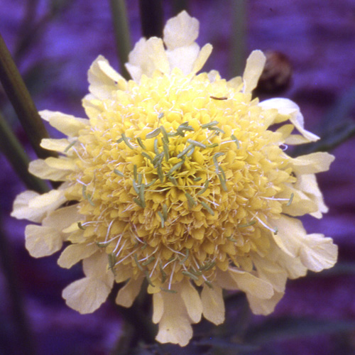 CEPHALARIA gigantea CEPHALARIA gigantea