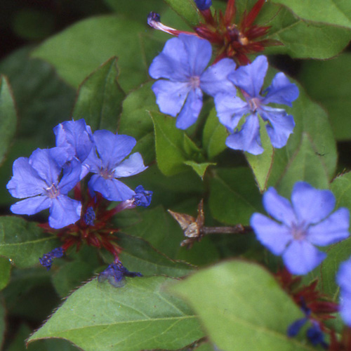 CERATOSTIGMA plumbaginoides CERATOSTIGMA plumbaginoides