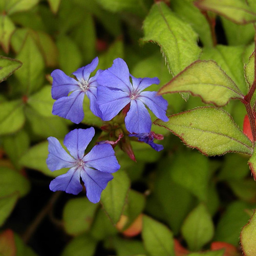 CERATOSTIGMA willmottianum CERATOSTIGMA willmottianum