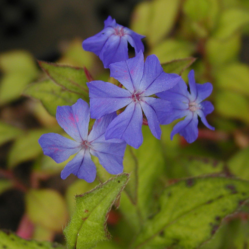 CERATOSTIGMA willmottianum CERATOSTIGMA willmottianum