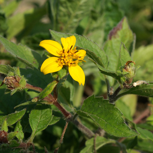 CHRYSOGONUM virginianum CHRYSOGONUM virginianum