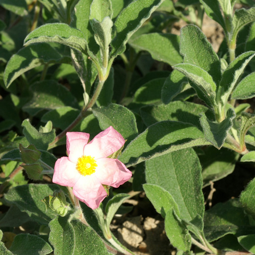 CISTUS 'Grayswood Pink' (C. parviflorus)