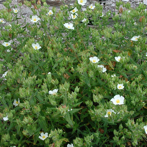 CISTUS psilosepalus CISTUS psilosepalus