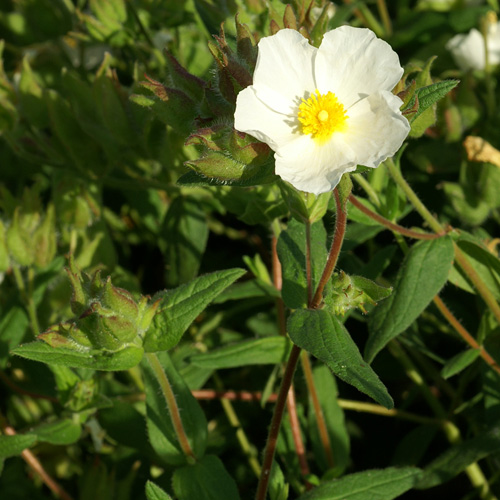 CISTUS psilosepalus CISTUS psilosepalus