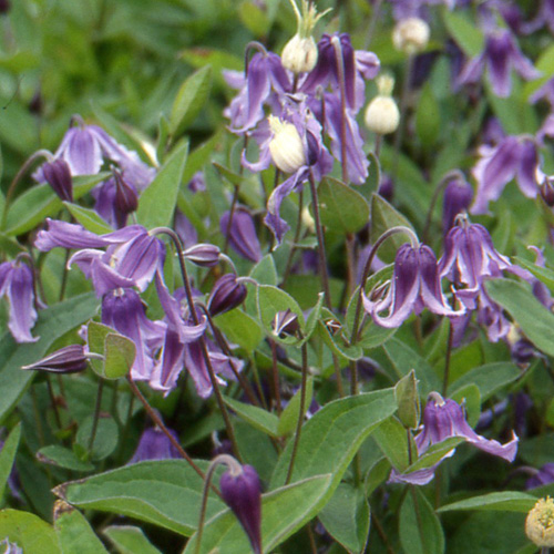 CLEMATIS integrifolia CLEMATIS integrifolia