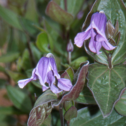 CLEMATIS integrifolia CLEMATIS integrifolia