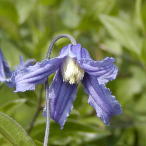 CLEMATIS integrifolia CLEMATIS integrifolia