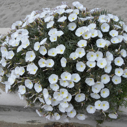 CONVOLVULUS cneorum CONVOLVULUS cneorum