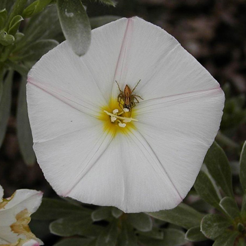 CONVOLVULUS cneorum CONVOLVULUS cneorum