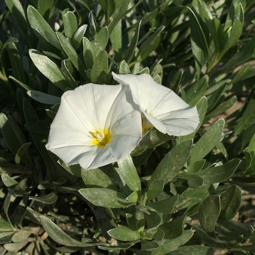 CONVOLVULUS cneorum CONVOLVULUS cneorum
