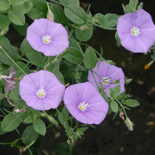 CONVOLVULUS sabatius (mauritanicus) CONVOLVULUS sabatius (mauritanicus)