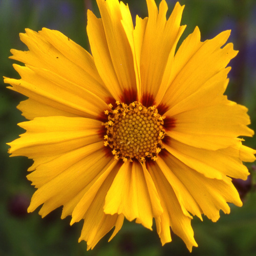 COREOPSIS auriculata COREOPSIS auriculata