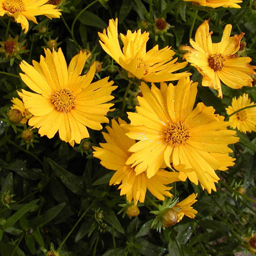 COREOPSIS auriculata COREOPSIS auriculata