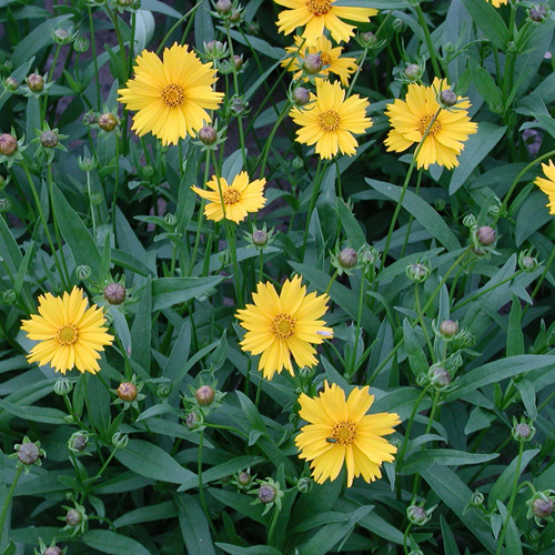 COREOPSIS auriculata COREOPSIS auriculata