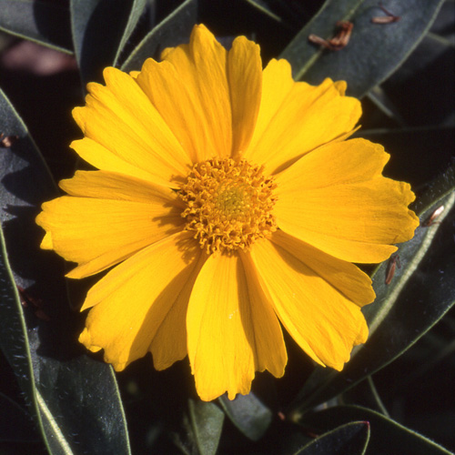 COREOPSIS grandiflora 'Badengold'