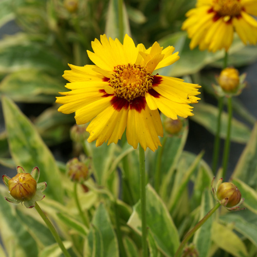 COREOPSIS grandiflora 'Calypso' COREOPSIS grandiflora 'Calypso'