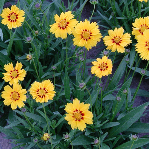 COREOPSIS grandiflora 'Domino' COREOPSIS grandiflora 'Domino'