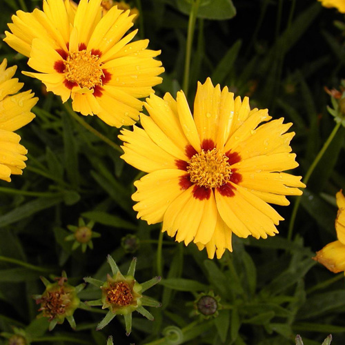 COREOPSIS grandiflora 'Domino' COREOPSIS grandiflora 'Domino'