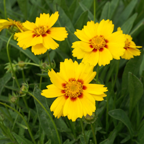 COREOPSIS grandiflora 'Domino' COREOPSIS grandiflora 'Domino'