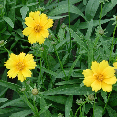 COREOPSIS grandiflora 'Eldorado' COREOPSIS grandiflora 'Eldorado'