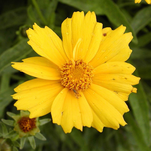 COREOPSIS grandiflora 'Eldorado' COREOPSIS grandiflora 'Eldorado'