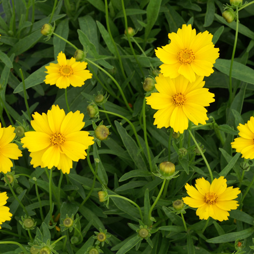 COREOPSIS grandiflora 'Eldorado' COREOPSIS grandiflora 'Eldorado'
