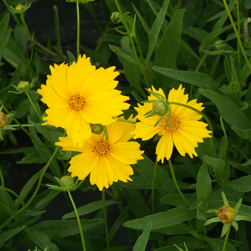 COREOPSIS grandiflora 'Mayfield Giant'