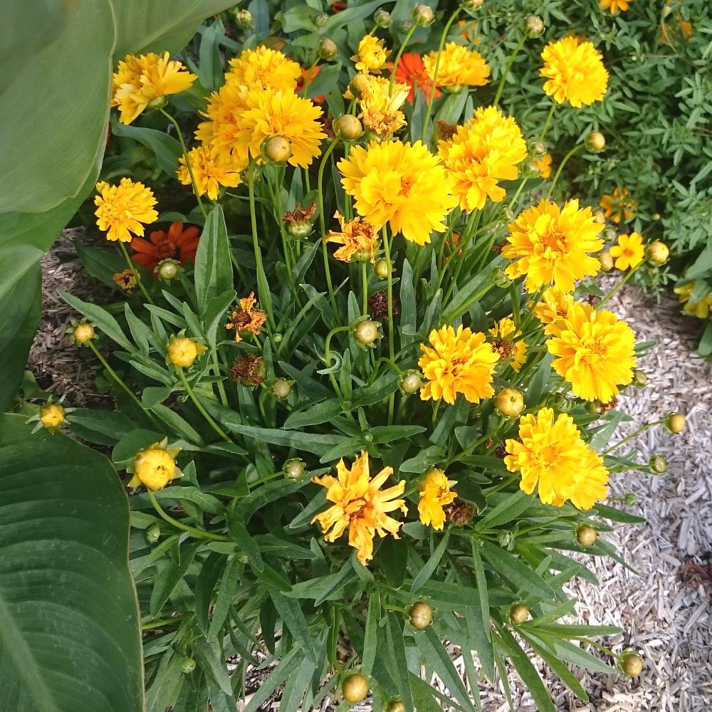 Plantes Vivaces COREOPSIS grandiflora 'Sunray' - Coréopsis à grandes fleurs  en vente - Pépinière Lepage