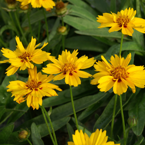 COREOPSIS lanceolata 'Rotkehlchen' COREOPSIS lanceolata 'Rotkehlchen'