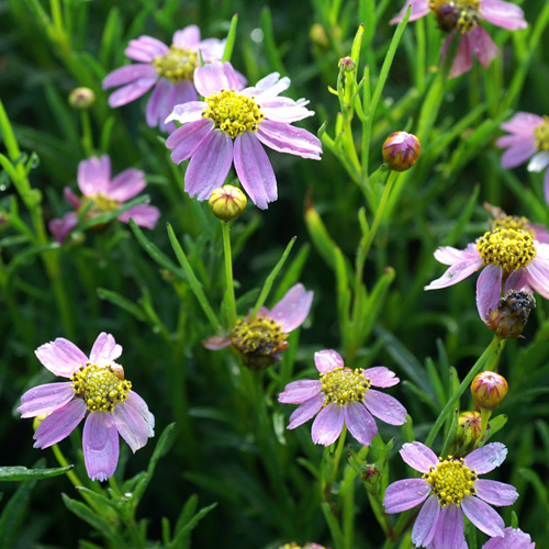 COREOPSIS rosea 'American Dream' COREOPSIS rosea 'American Dream'