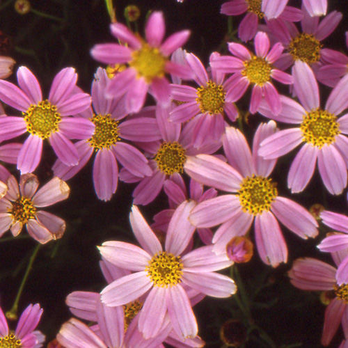 COREOPSIS rosea 'American Dream' COREOPSIS rosea 'American Dream'