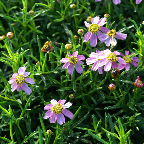 COREOPSIS rosea 'American Dream' COREOPSIS rosea 'American Dream'