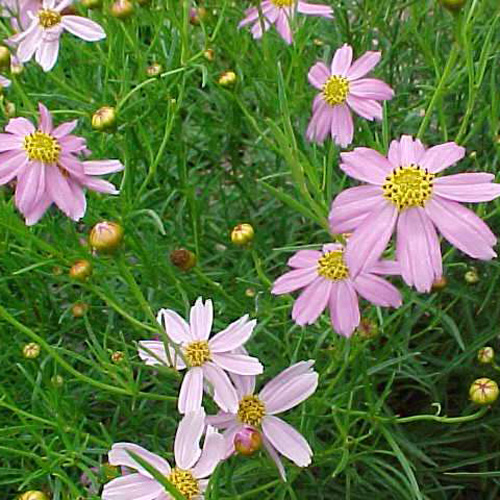 COREOPSIS rosea 'Nana' COREOPSIS rosea 'Nana'