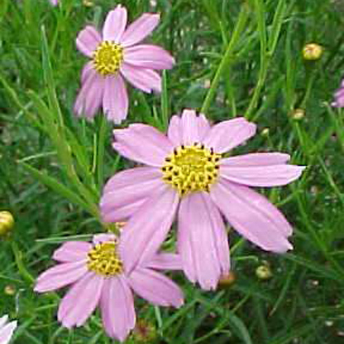 COREOPSIS rosea 'Nana' COREOPSIS rosea 'Nana'