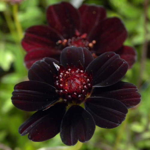 Plantes Vivaces COSMOS atrosanguineus 'Chocamocha' ® - Cosmos chocolat en  vente - Pépinière Lepage