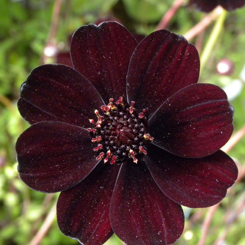 Plantes Vivaces COSMOS atrosanguineus 'Chocamocha' ® - Cosmos chocolat en  vente - Pépinière Lepage