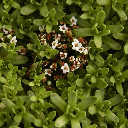 CRASSULA exilis (sedifolia) CRASSULA exilis (sedifolia)