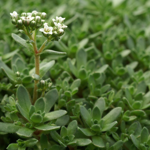 CRASSULA exilis (sedifolia) CRASSULA exilis (sedifolia)